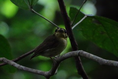 Platyrinchus coronatus