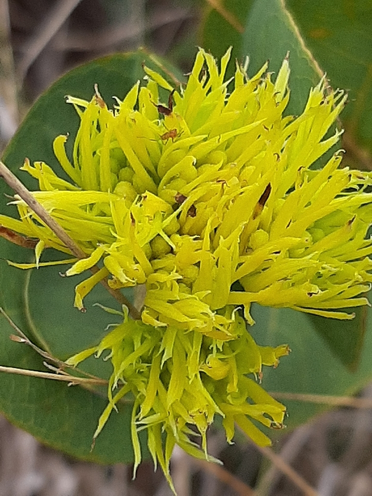 Palicourea coriacea