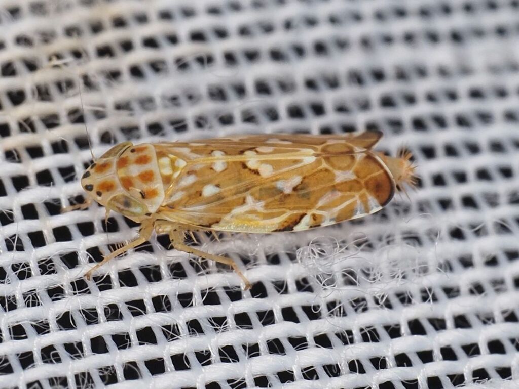 Metalimnus steini