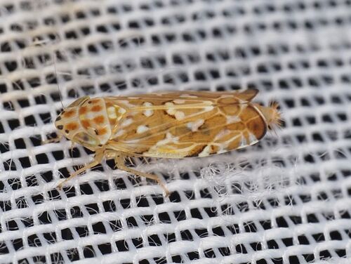 Metalimnus steini