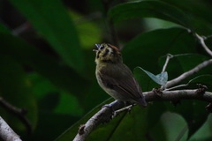 Platyrinchus coronatus