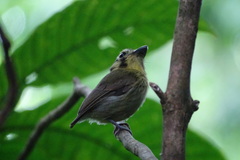 Platyrinchus coronatus