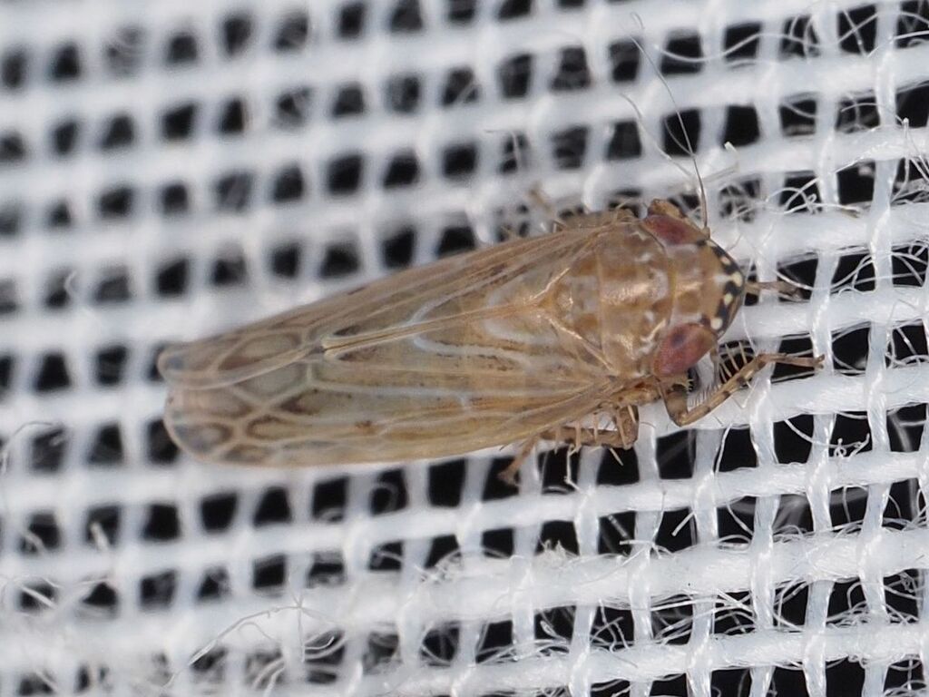 Recilia coronifer