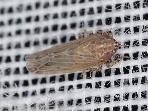 Recilia coronifer