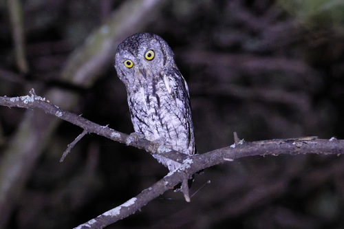 African Scops Owl (Otus senegalensis), photo 6