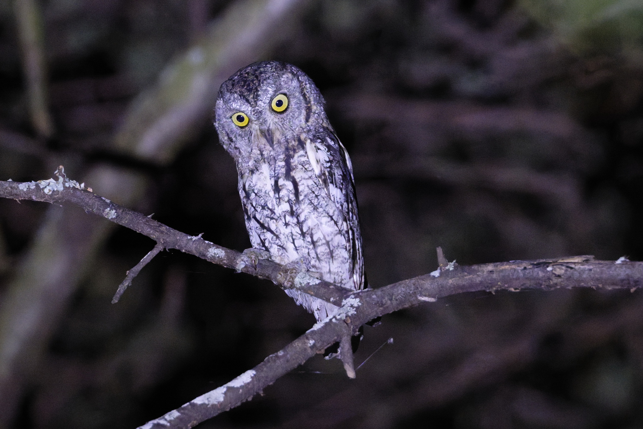 African Scops Owl (Otus senegalensis), photo 4