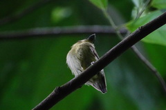 Platyrinchus coronatus