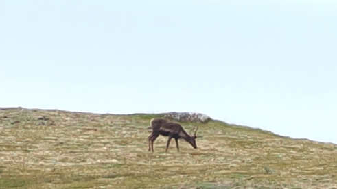 Caribou