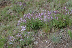 Dracocephalum integrifolium