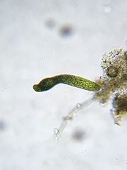Euglena ehrenbergii