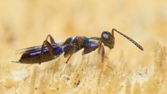 Heydenia pretiosa