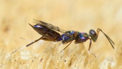 Heydenia pretiosa