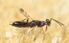 Heydenia pretiosa