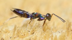 Heydenia pretiosa