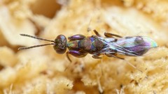 Heydenia pretiosa