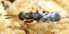 Heydenia pretiosa