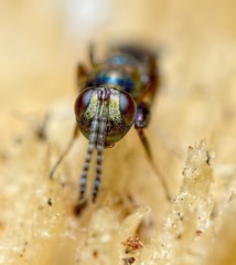 Heydenia pretiosa