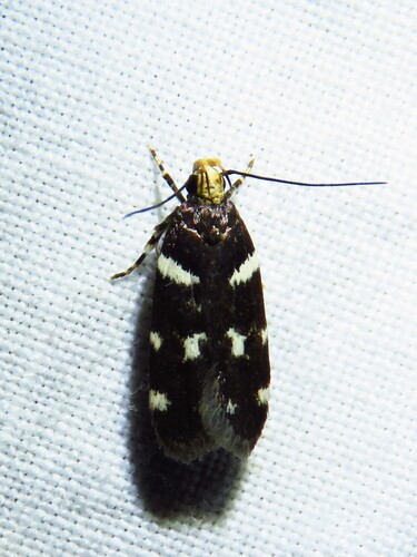 Fascista quinella photo 4