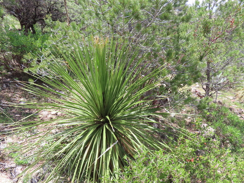 Great Desert Spoon (Dasylirion acrotrichum)