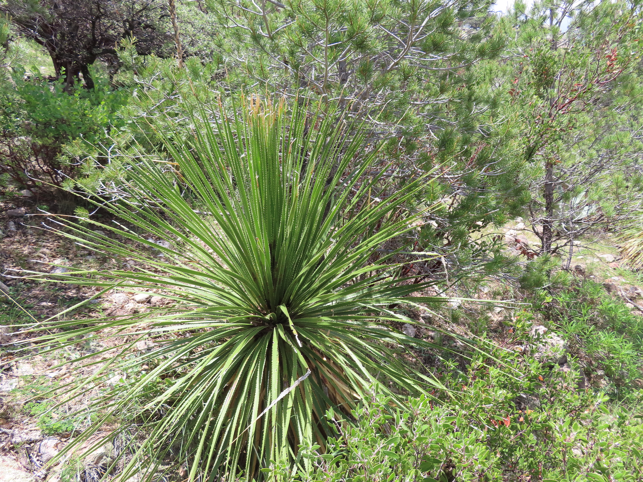 Great Desert Spoon (Dasylirion acrotrichum)