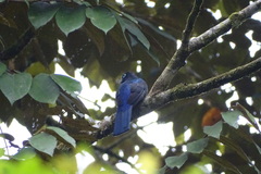 Trogon bairdii