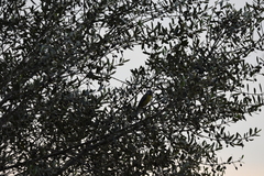 Cyanistes caeruleus