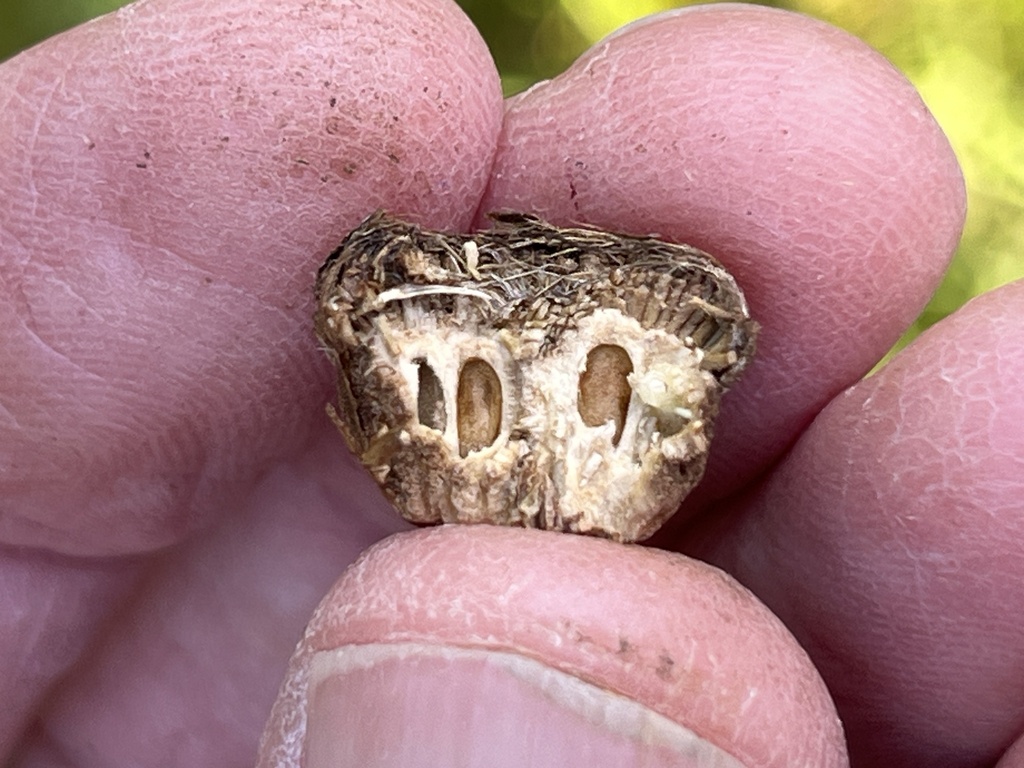 Myopites inulae