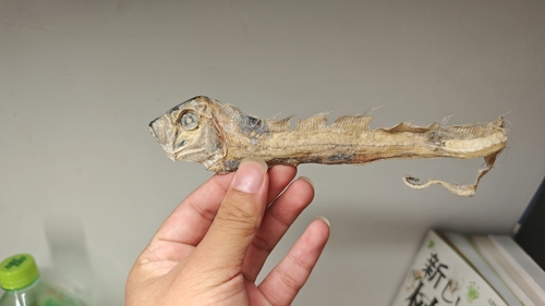 Slender ribbonfish (Trachipterus ishikawae) — Trachipteridae — 4