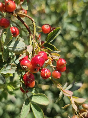 Rosa beggeriana, photograph 3