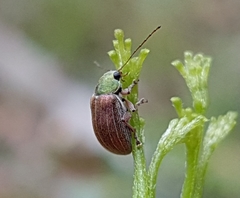 Edusella perplexa