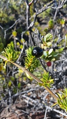 Coprosma ernodeoides