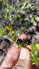 Coprosma ernodeoides