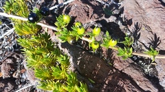 Coprosma ernodeoides