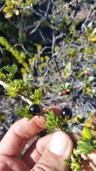 Coprosma ernodeoides