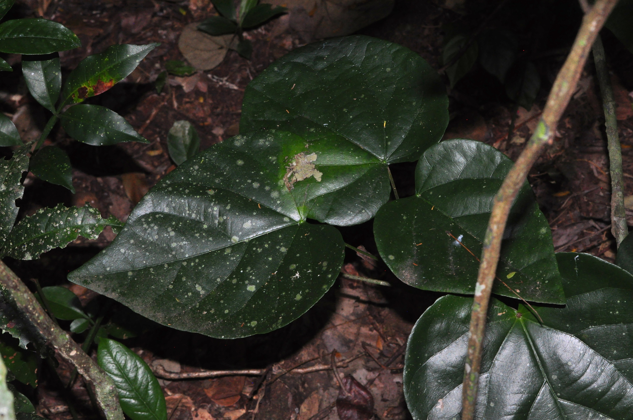 Pterygota brasiliensis