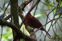 Rhytipterna holerythra