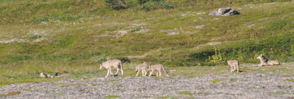 Alaskan Interior Wolf