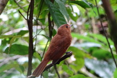 Rhytipterna holerythra