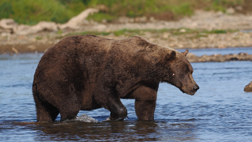 Brown Bear