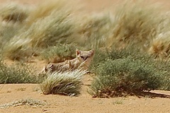Sand Cat photo 2
