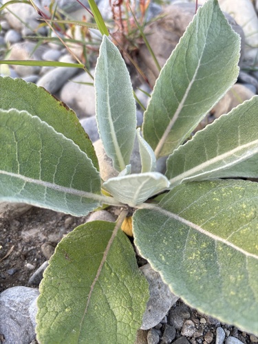 Verbascum gnaphalodes, photograph 6