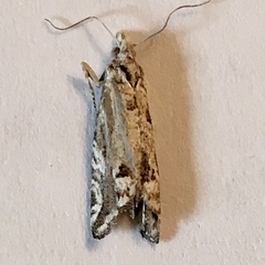 Pelochrista serpentana