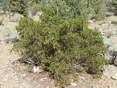 Arctostaphylos pungens