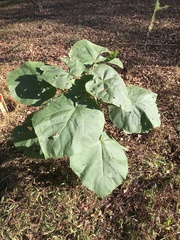 Abutilon theophrasti