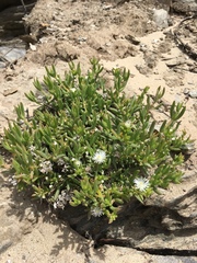 Delosperma inconspicuum