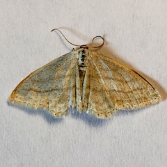Scopula quinquelinearia