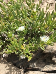 Delosperma inconspicuum