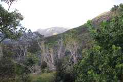 Aspalathus macrantha