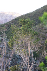 Aspalathus macrantha