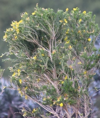 Aspalathus macrantha